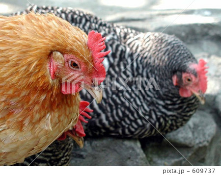 物思いにふけるにわとり 609737