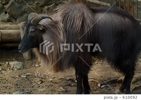 ヒマラヤタール ヒマラヤタール 610092