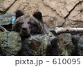 クマの水浴び(2) クマの水浴び(2) 610095