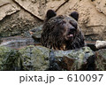クマの水浴び(4) クマの水浴び(4) 610097