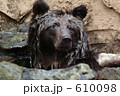 クマの水浴び(5) クマの水浴び(5) 610098