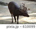 動物園の鹿(2) 動物園の鹿(2) 610099