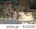 動物園の鹿(3) 動物園の鹿(3) 610100