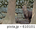動物園の鹿(4) 動物園の鹿(4) 610101
