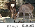 動物園の鹿(5) 動物園の鹿(5) 610103