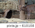 動物園の鹿(7) 動物園の鹿(7) 610108