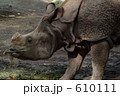 動物園のカバ(1) 動物園のカバ(1) 610111