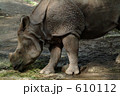 動物園のサイ(2) 動物園のサイ(2) 610112