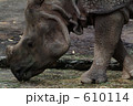 動物園のカバ 動物園のカバ 610114