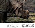 動物園のサイ(4) 動物園のサイ(4) 610115