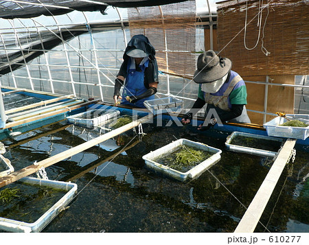 宮古島の海ブドウの養殖風景 宮古島の海ブドウの養殖風景 610277