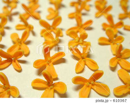 キンモクセイの花 610367