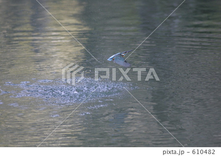 水浴びする翡翠 610482