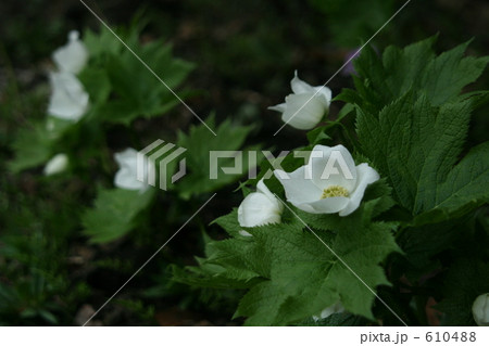 シラネアオイ 白花 シラネアオイ 白花 610488