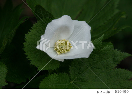 シラネアオイ　白花 610490