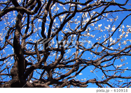 梅の古木と青空 梅の古木と青空 610918