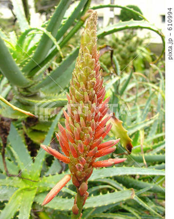 緑残るキダチアロエの花 610994