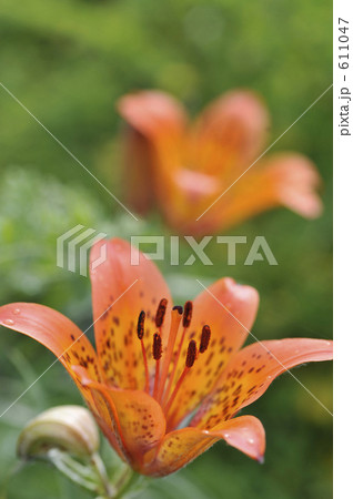 エゾスカシユリ 611047