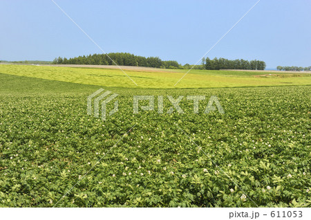じゃがいも畑 611053
