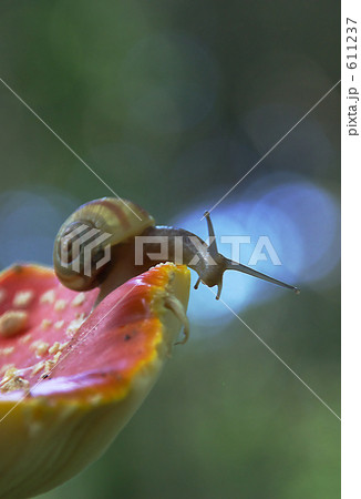 カタツムリがキノコの上でお休み 611237