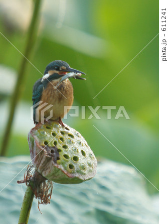 カワセミが魚をゲット 611241