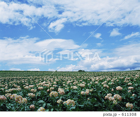 じゃがいも畑 611308