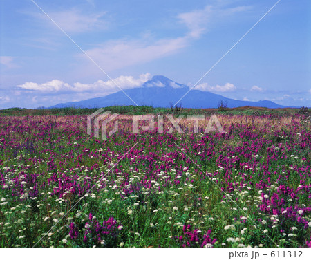 エゾミソハギの花と利尻島 611312