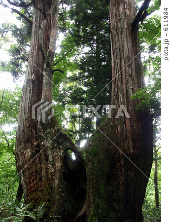 夫婦杉 夫婦杉 611984