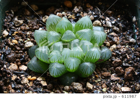 オブツーサという多肉植物 611987