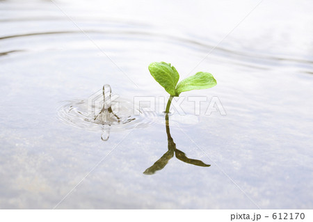 水面の双葉と水柱 612170