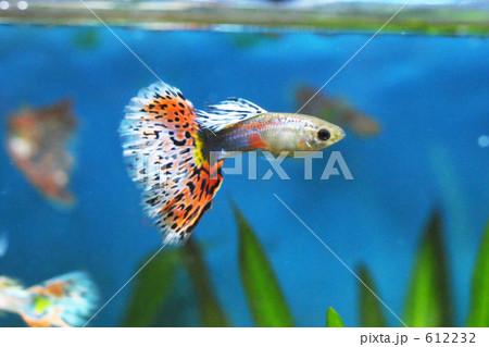 熱帯魚グッピーのアクアリウム水槽の写真素材