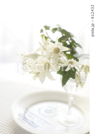 フランネルフラワー 612432