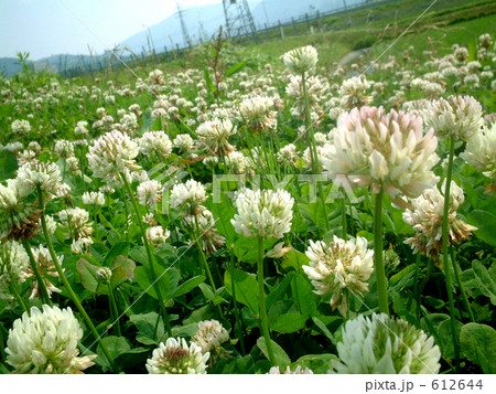 シロツメクサ 612644