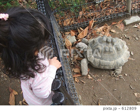 かめさんこんにちは 612809