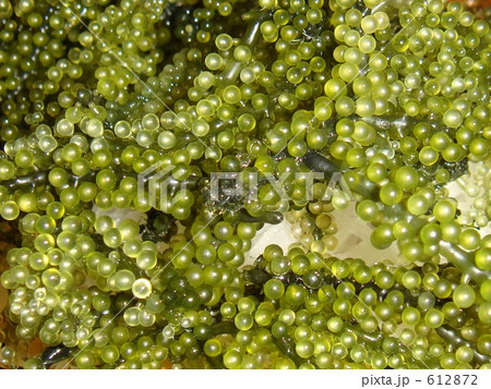 沖縄名産・海ぶどう 612872