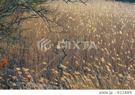 夕日に輝くアシ原 夕日に輝くアシ原 612889