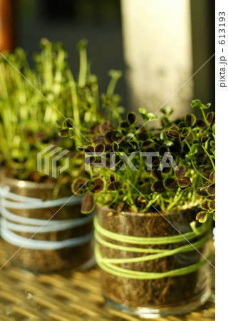 斜光の中の緑 613193