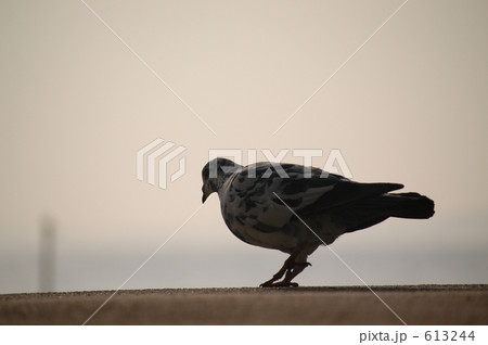 砂浜を歩く鳩 613244