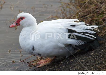 赤い顔のバリケン 赤い顔のバリケン 613303