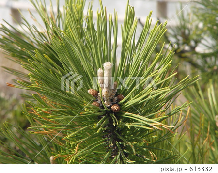 松の葉 613332