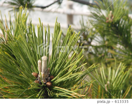 松の葉 613335