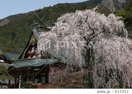 身延山久遠寺の枝垂れ桜 613352