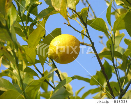 レモンの木 レモンの木 613533