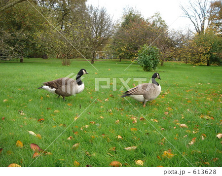 Canada Geese in Kew Gardens 613628