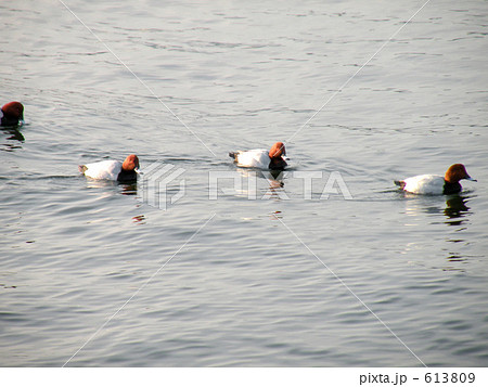 港の鴨 港の鴨 613809