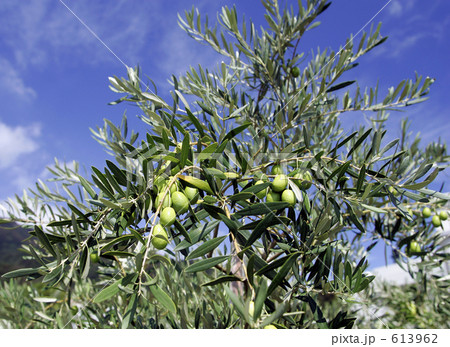 オリーブ 3 613962