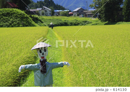 魚沼産コシヒカリ 614130