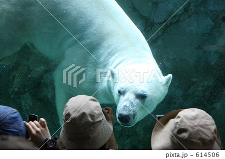 観客とシロクマ 614506