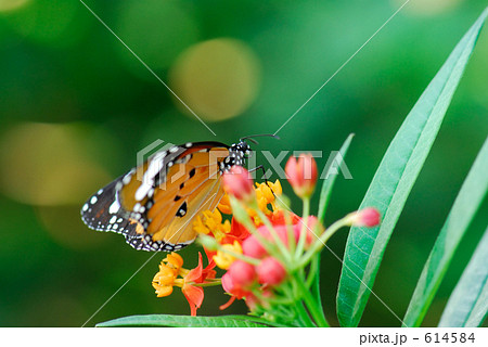 カバマダラ カバマダラ 614584