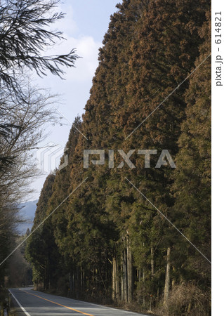 スギ並木・花粉の季節 614821